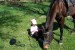 já s koněm